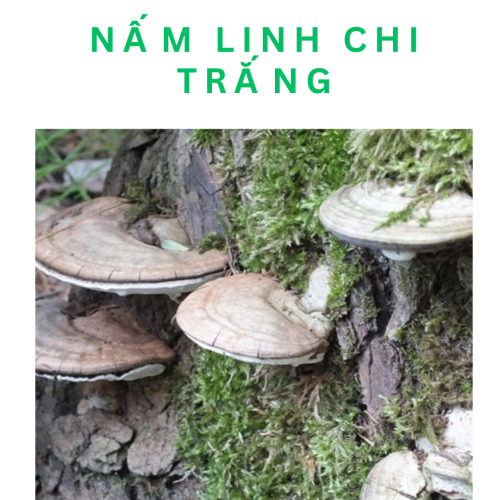 Nấm Linh Chi Trắng Là Gì? Nấm Linh Chi Trắng Có Tác Dụng Gì?