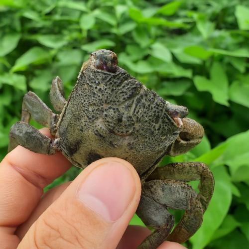 Ba Khía Làm Món Gì Ngon Nhất?