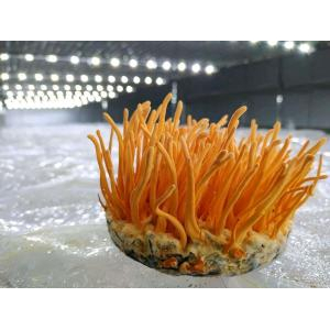 Nấm đông trùng hạ thảo Cordyceps militaris