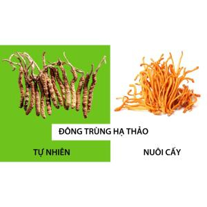 Nguồn gốc của Nấm Đông Trùng Hạ Thảo