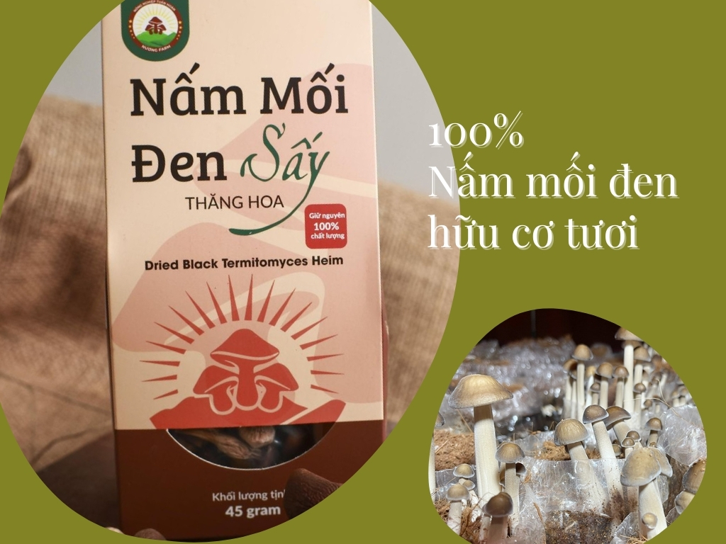 Vì sao chọn Nấm mối đen sấy thăng hoa tại Hiền Nương Farm